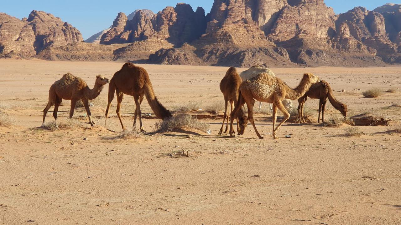Rum Under The Stars Camp Wadi Rum Exterior photo